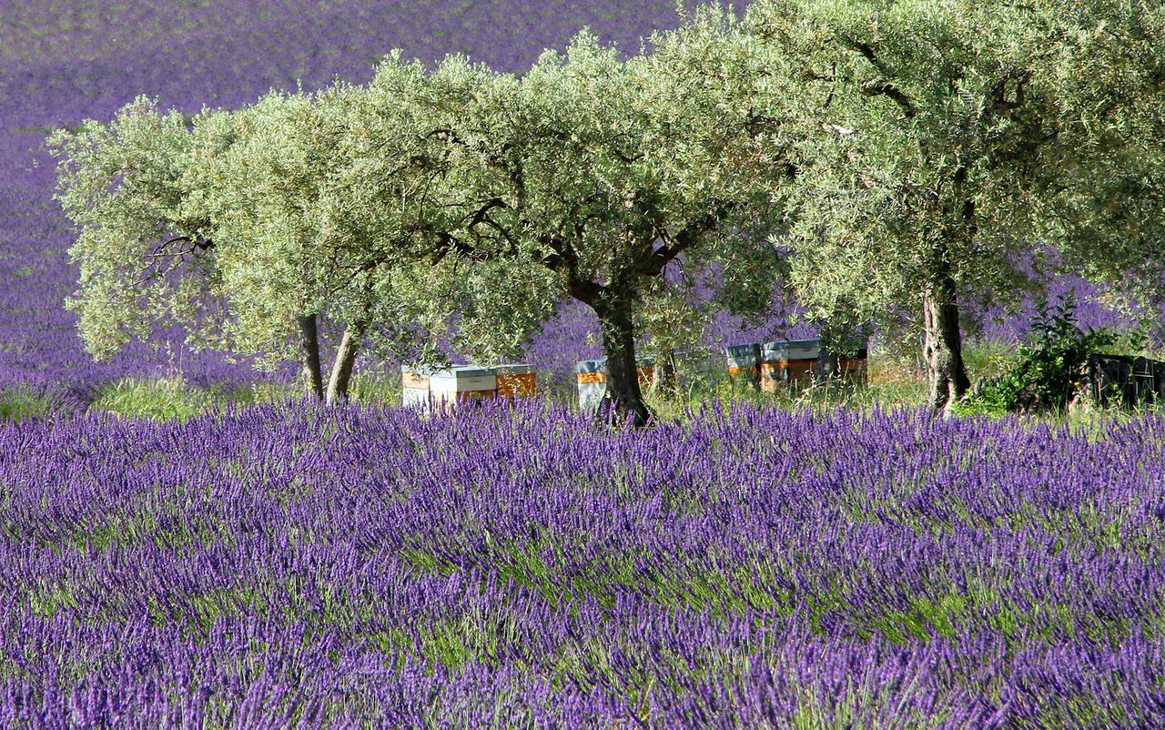 Bed and Breakfast Le Jardin de Celina à Valensole Extérieur photo